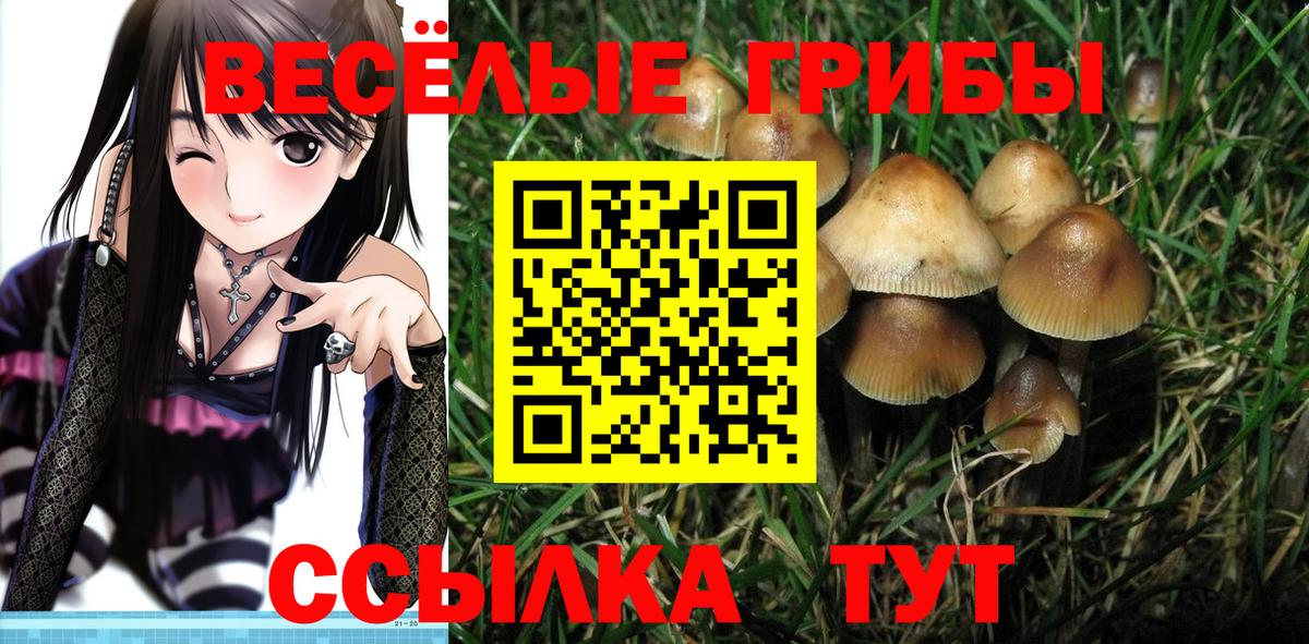 Псилоцибиновые грибы Cubensis  Вход с VPN  Псилоцибиновые грибы GOLDEN TEACHER  Каменка 